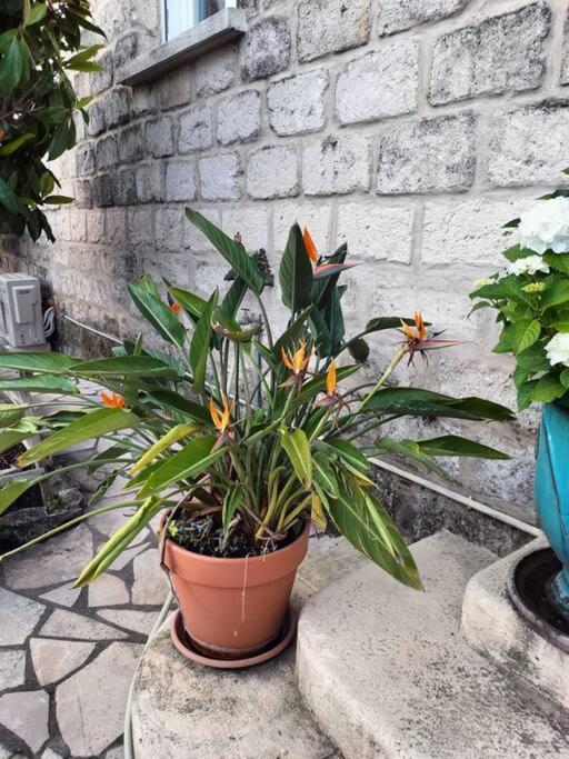 Charmant Appart Avec Jardin Aigues-Mortes Exteriör bild