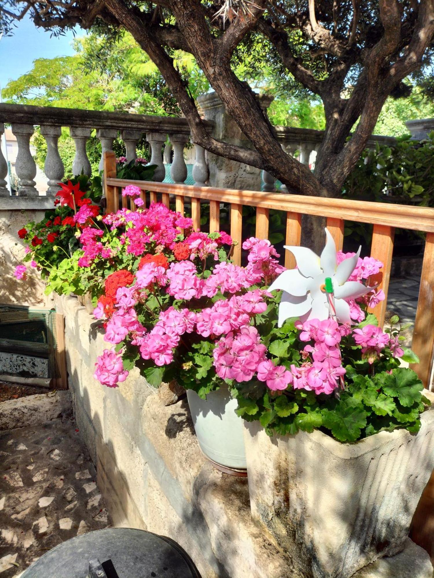 Charmant Appart Avec Jardin Aigues-Mortes Exteriör bild